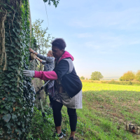 Le lierre sur les murs du cimetière
